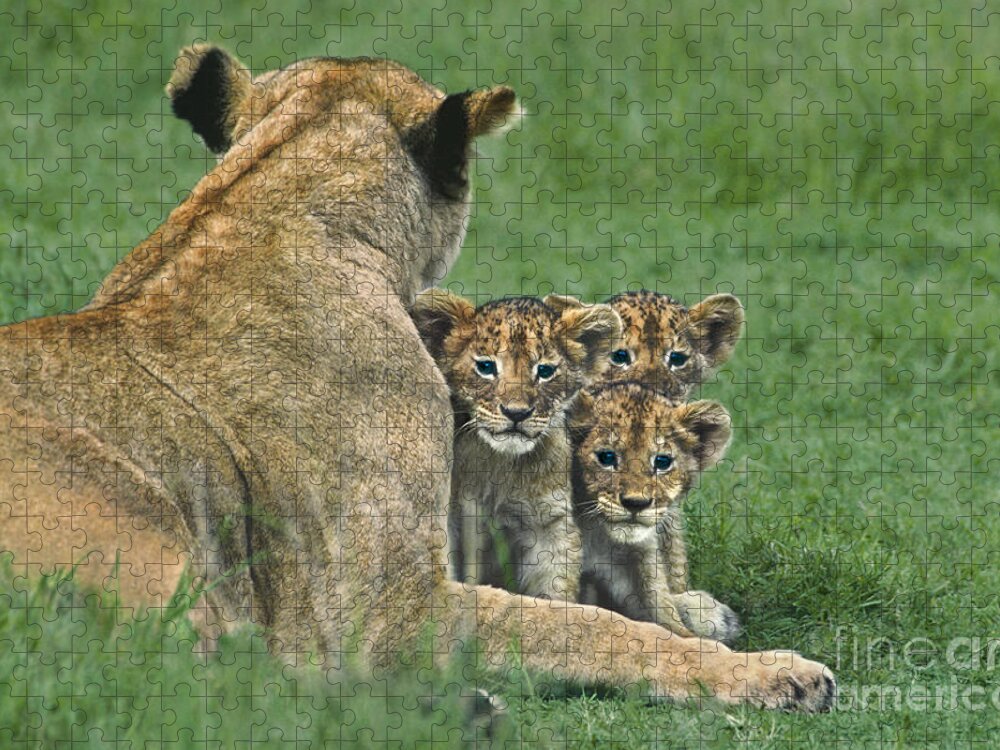 Africa Jigsaw Puzzle featuring the photograph African Lion Cubs Study the Photographer Tanzania by Dave Welling