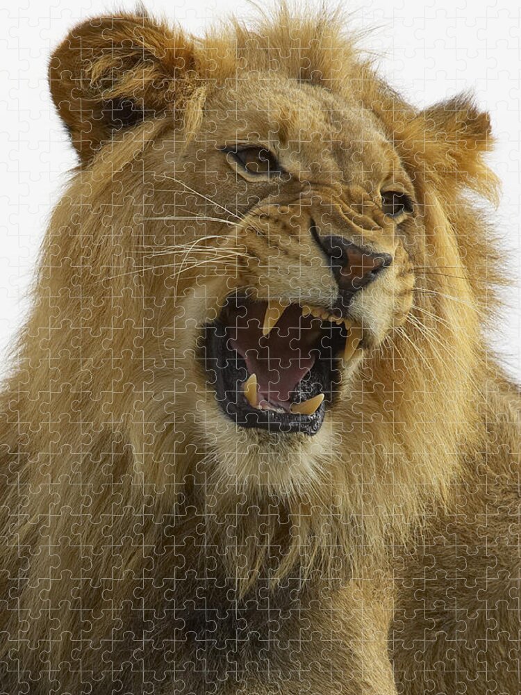 Feb0514 Jigsaw Puzzle featuring the photograph African Lion Male Growling by San Diego Zoo