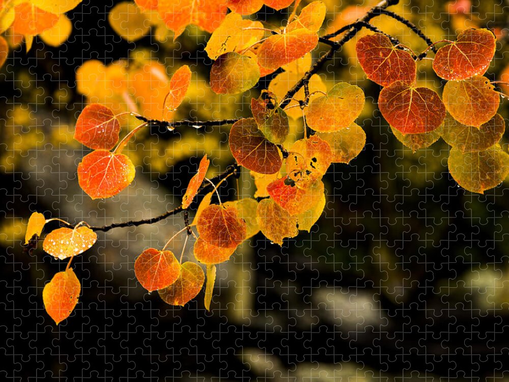 Fall Jigsaw Puzzle featuring the photograph After Rain by Chad Dutson