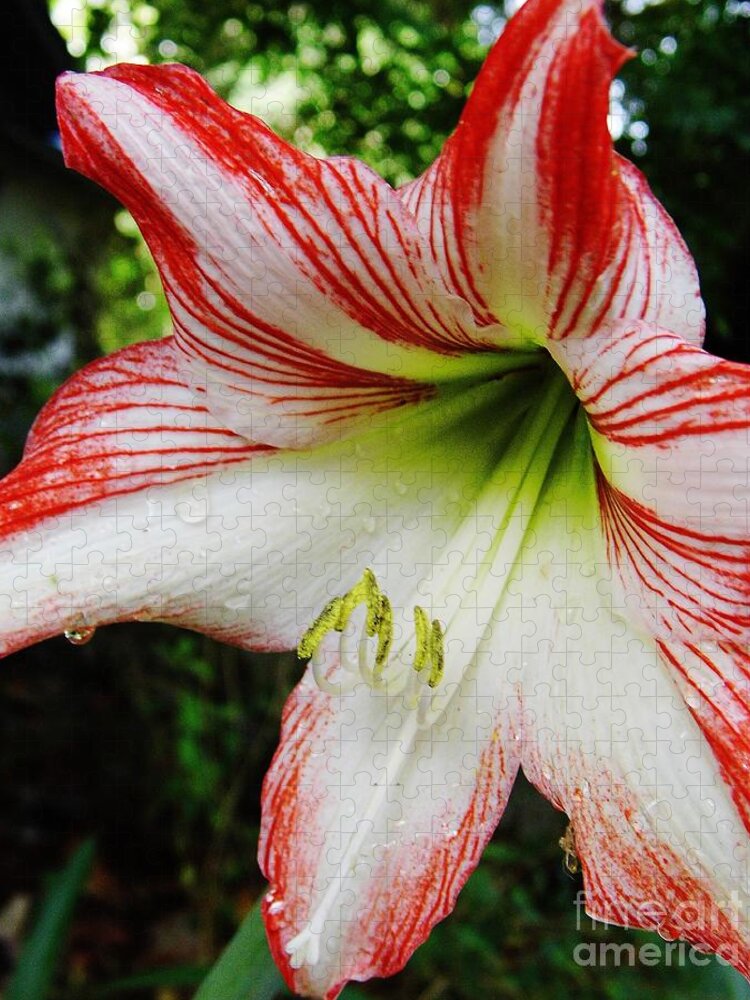 Amaryllis Jigsaw Puzzle featuring the photograph After The Rain Lily by D Hackett
