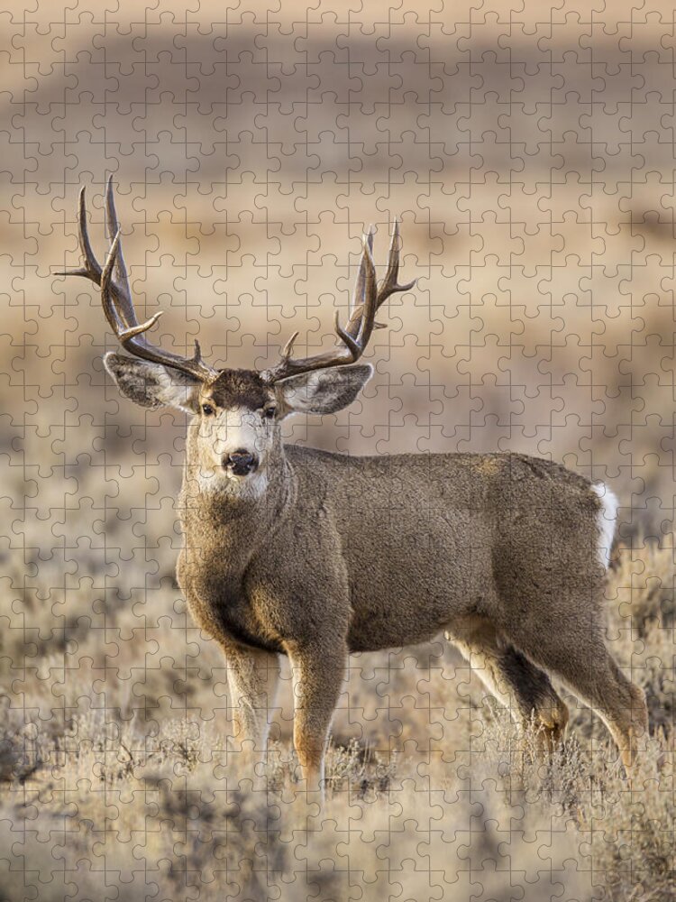 Mule Jigsaw Puzzle featuring the photograph Afternoon Buck by D Robert Franz