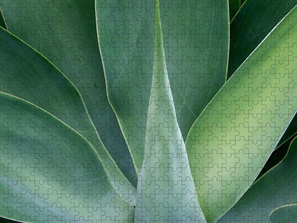 Agave Jigsaw Puzzle featuring the photograph Agave No 1 by Mary Deal