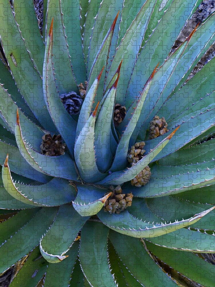00175203 Jigsaw Puzzle featuring the photograph Agave With Pine Cones by Tim Fitzharris