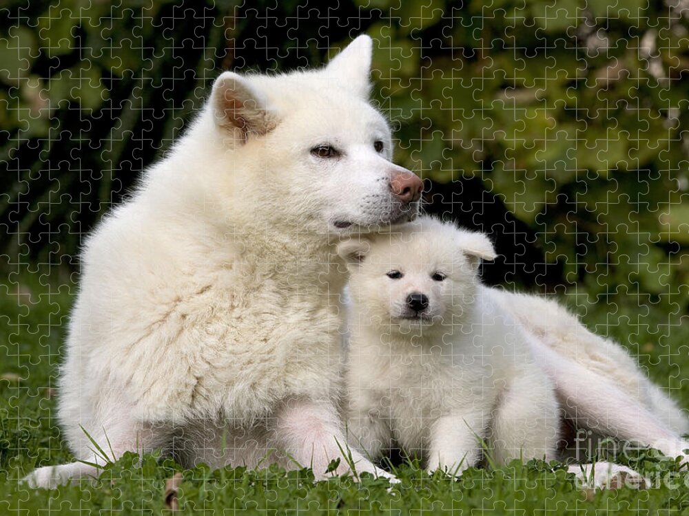 Dog Jigsaw Puzzle featuring the photograph Akita Inu Dog And Puppy by Jean-Michel Labat