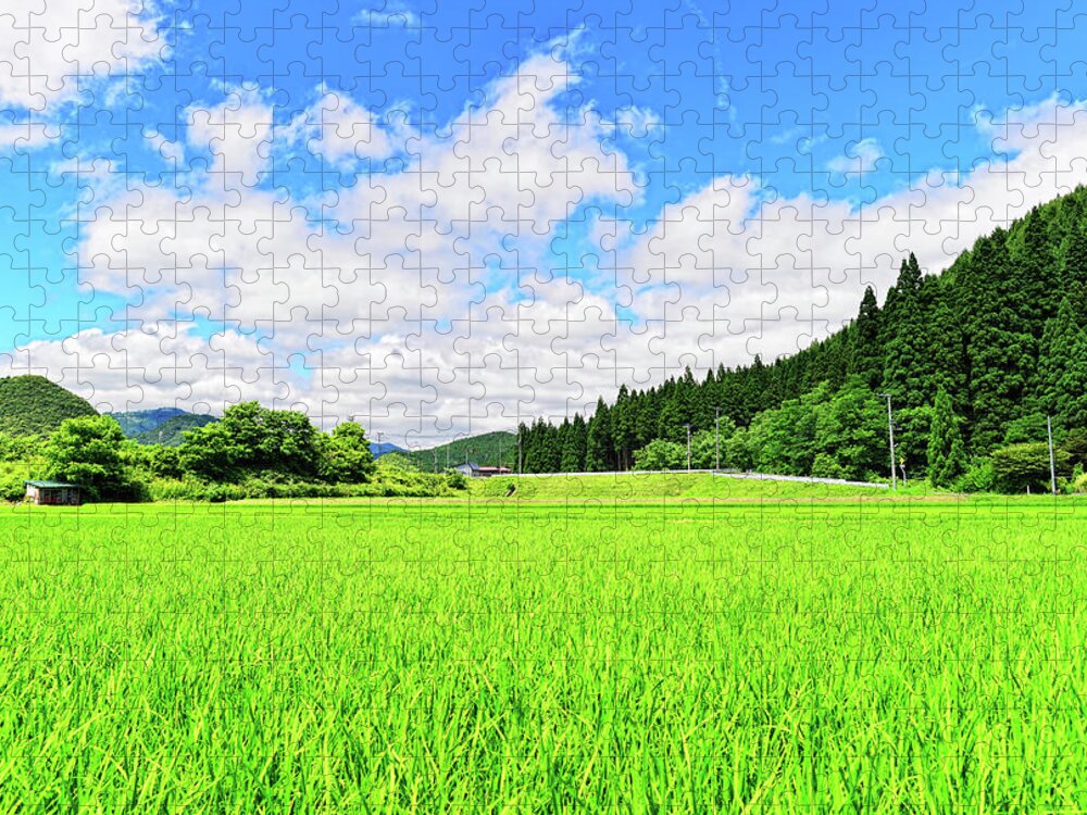 Tranquility Jigsaw Puzzle featuring the photograph Akita Rice. Japan by Photo By Glenn Waters In Japan