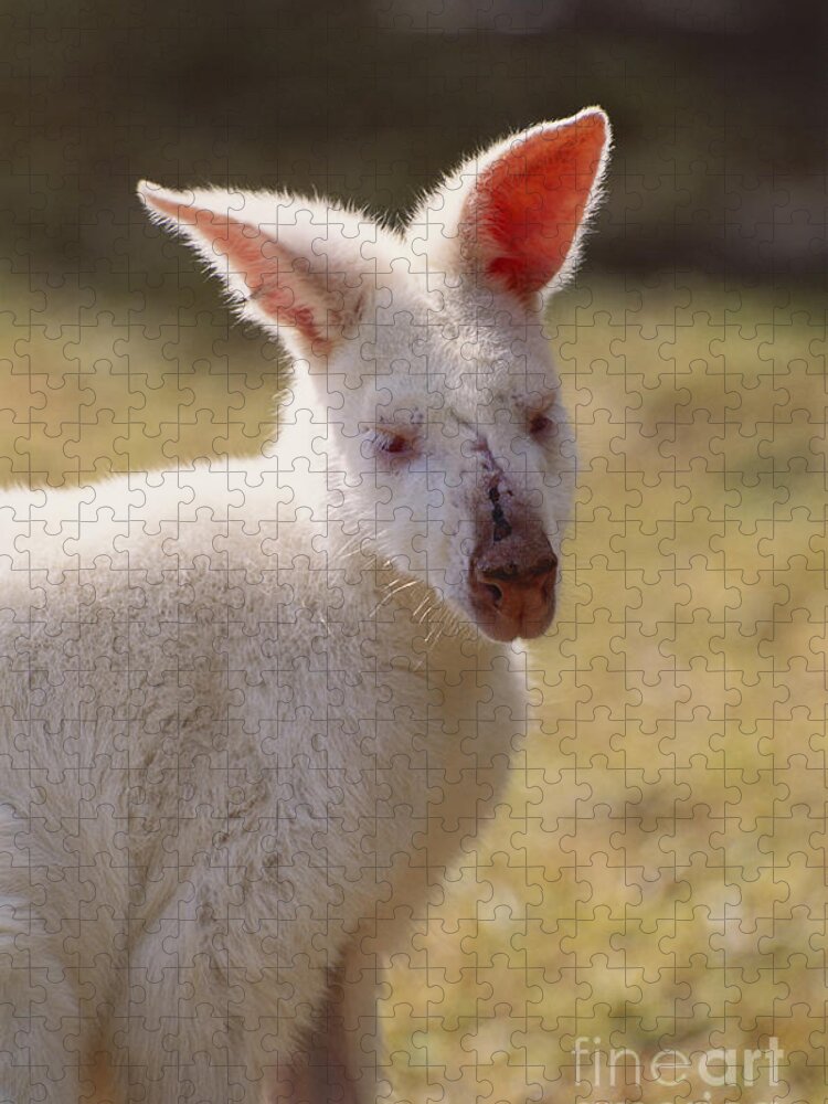 Nature Jigsaw Puzzle featuring the photograph Albino Wallaby by Art Wolfe