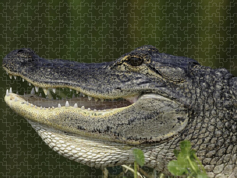 Alligator Jigsaw Puzzle featuring the photograph Alligator with mouth open by Bradford Martin