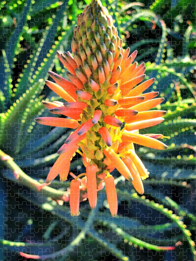 Aloe Jigsaw Puzzle featuring the photograph Aloe 4 by Dawn Eshelman