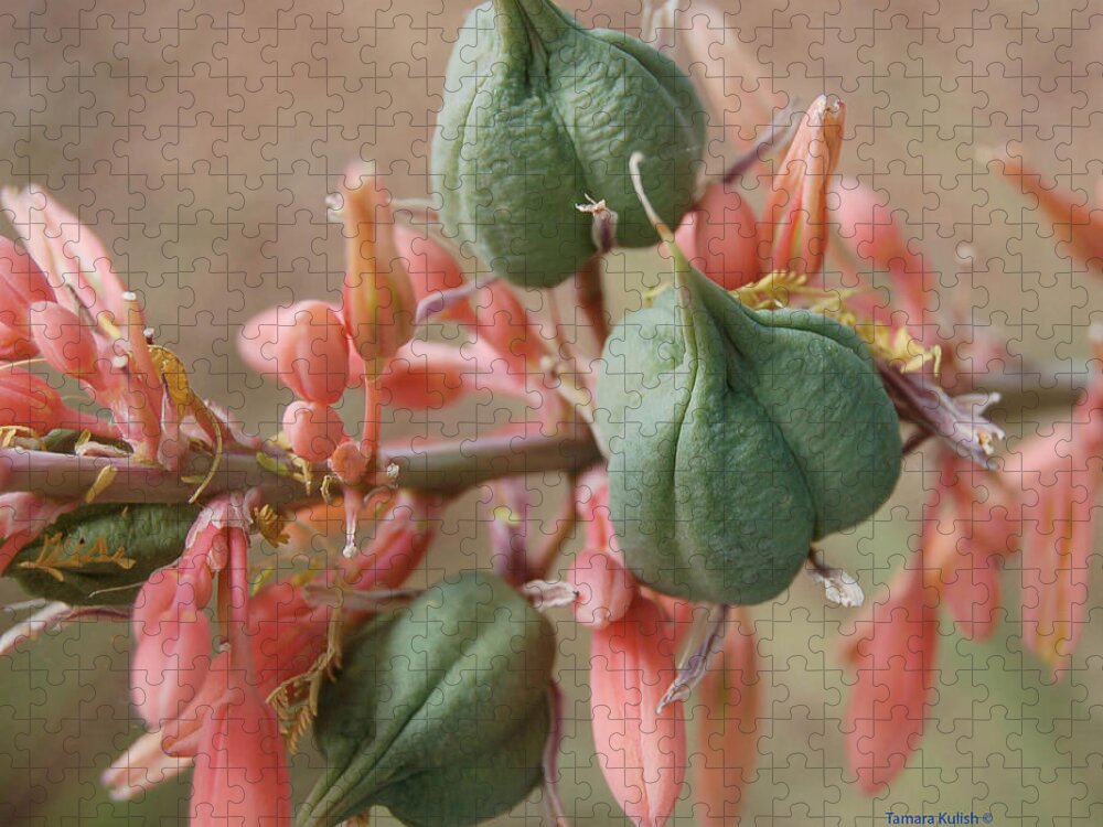 Aloe Jigsaw Puzzle featuring the photograph Aloe1-1 by Tamara Kulish