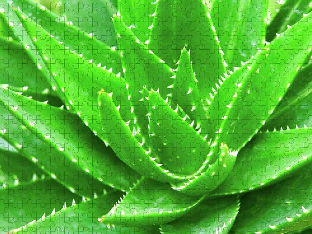 Natural Pattern Jigsaw Puzzle featuring the photograph Aloes by Ithinksky