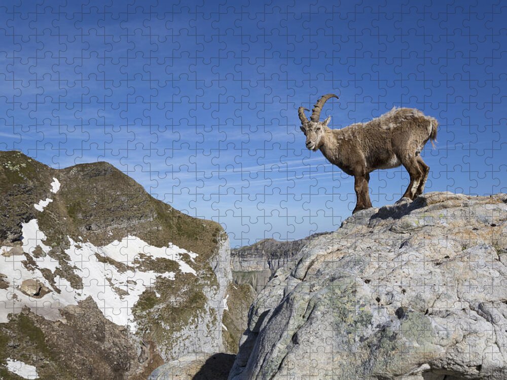 Flpa Jigsaw Puzzle featuring the photograph Alpine Ibex Swiss Alps by Bernd Rohrschneider