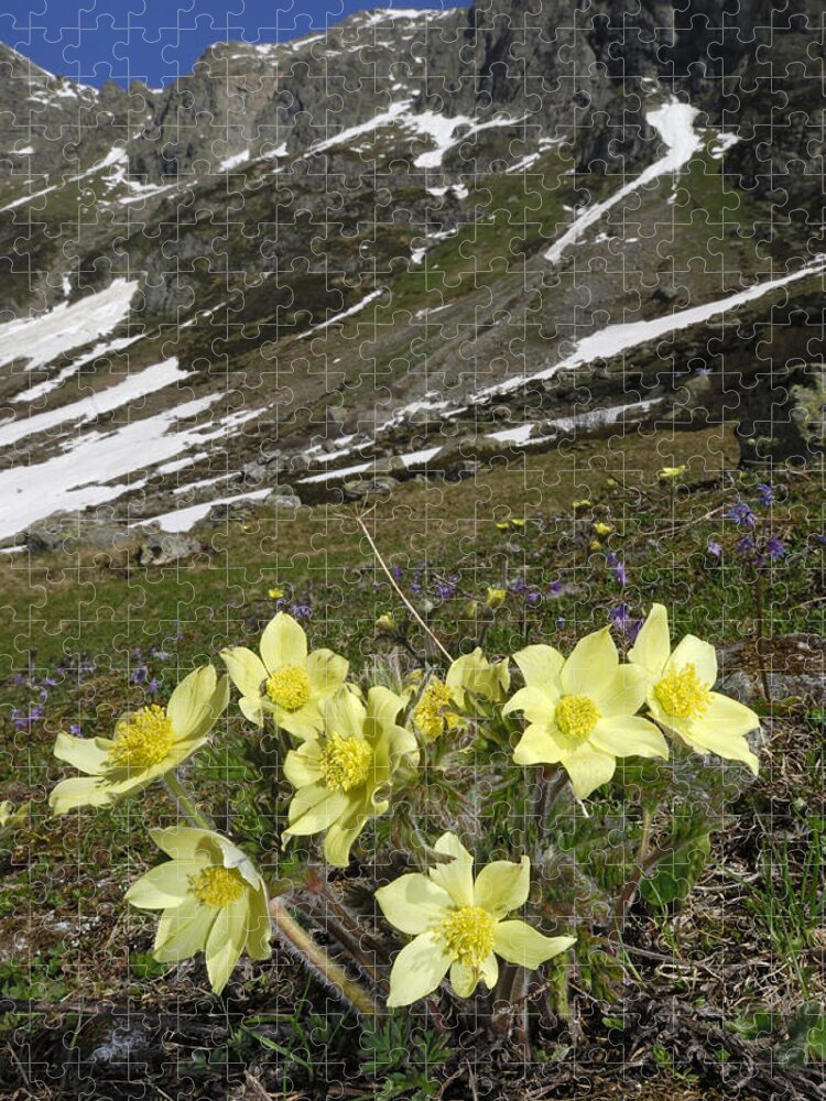 Feb0514 Jigsaw Puzzle featuring the photograph Alpine Pasque Flower Swiss Alps by Thomas Marent