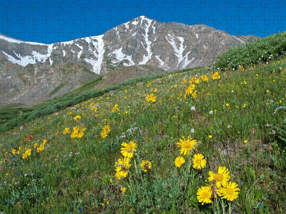 Alpine Sunflower Jigsaw Puzzle featuring the photograph Alpine Sunflower and Gray's Peak by Cascade Colors