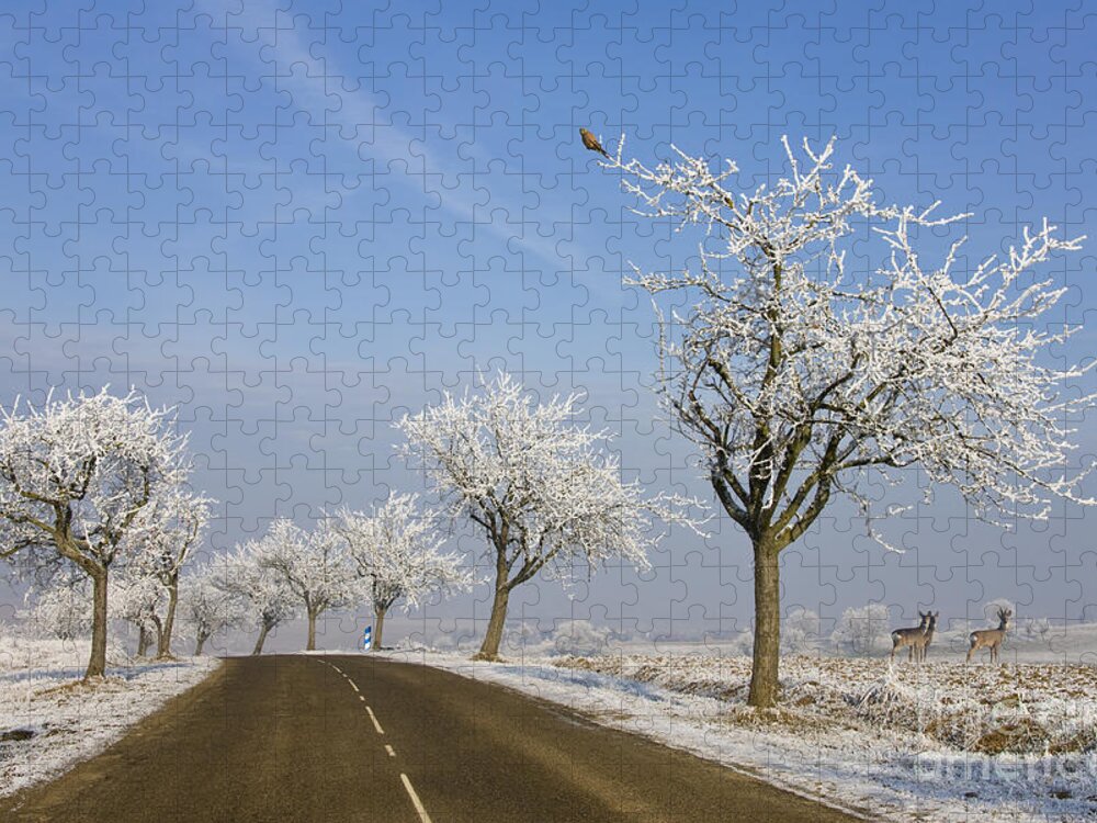 Apple Tree Jigsaw Puzzle featuring the photograph Alsace France In Winter by Jean-Louis Klein and Marie-Luce Hubert