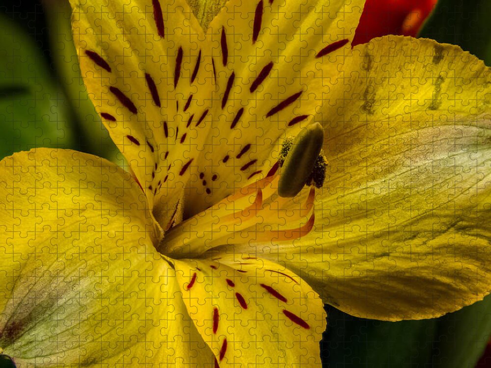 Alstroemeria Jigsaw Puzzle featuring the photograph Alstroemeria Bloom by Ron Pate