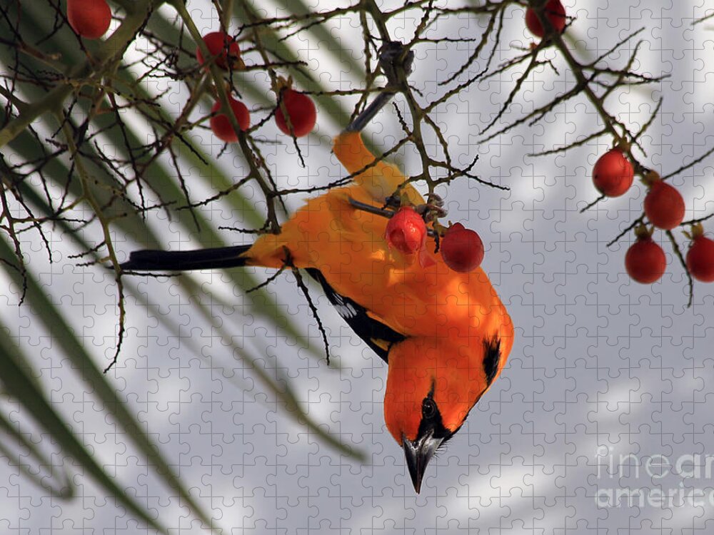 Bird Jigsaw Puzzle featuring the photograph Altamira Oriole by Teresa Zieba