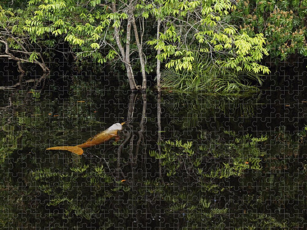 Feb0514 Jigsaw Puzzle featuring the photograph Amazon River Dolphin In Flooded Forest by Hiroya Minakuchi