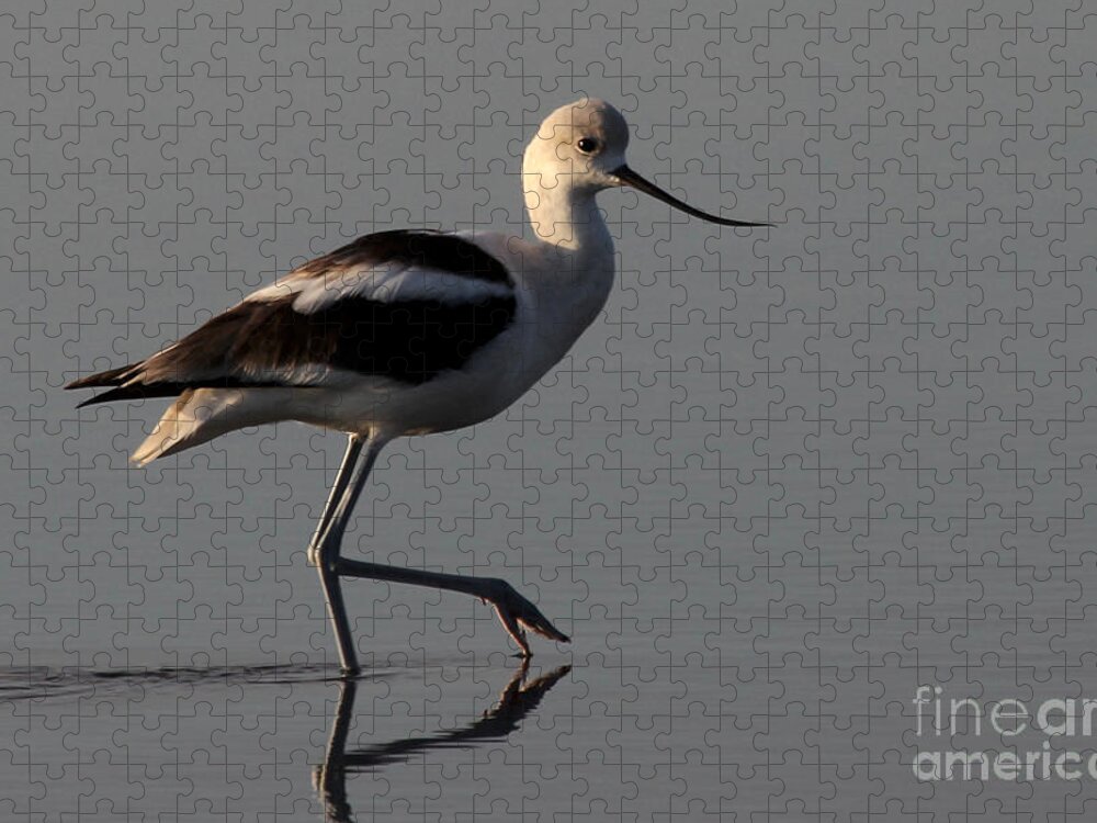 American Avocet Jigsaw Puzzle featuring the photograph American Avocet by Meg Rousher
