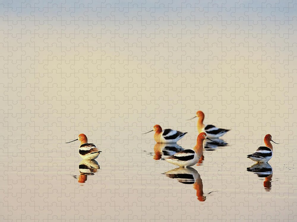 Animal Themes Jigsaw Puzzle featuring the photograph American Avocets by Yu Liu Photography