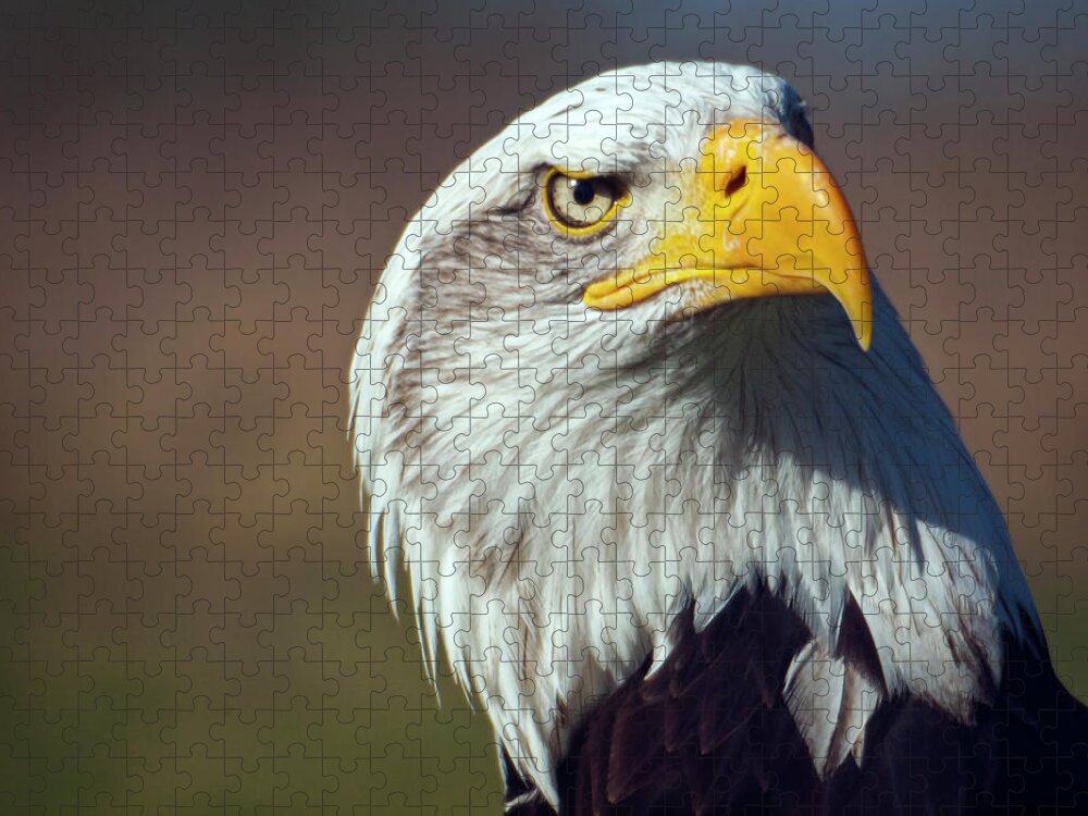 Animal Themes Jigsaw Puzzle featuring the photograph American Bald Eagle by Neil Howard
