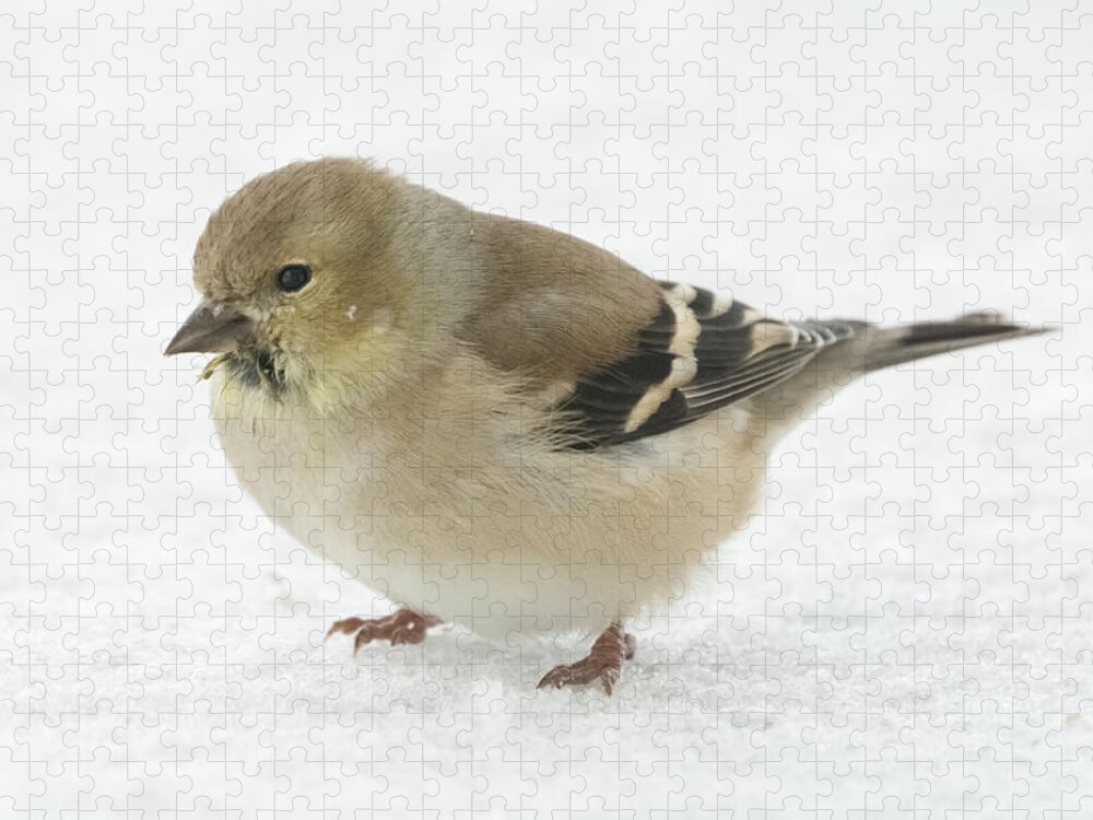 Jan Holden Jigsaw Puzzle featuring the photograph American Goldfinch in the Snow by Holden The Moment