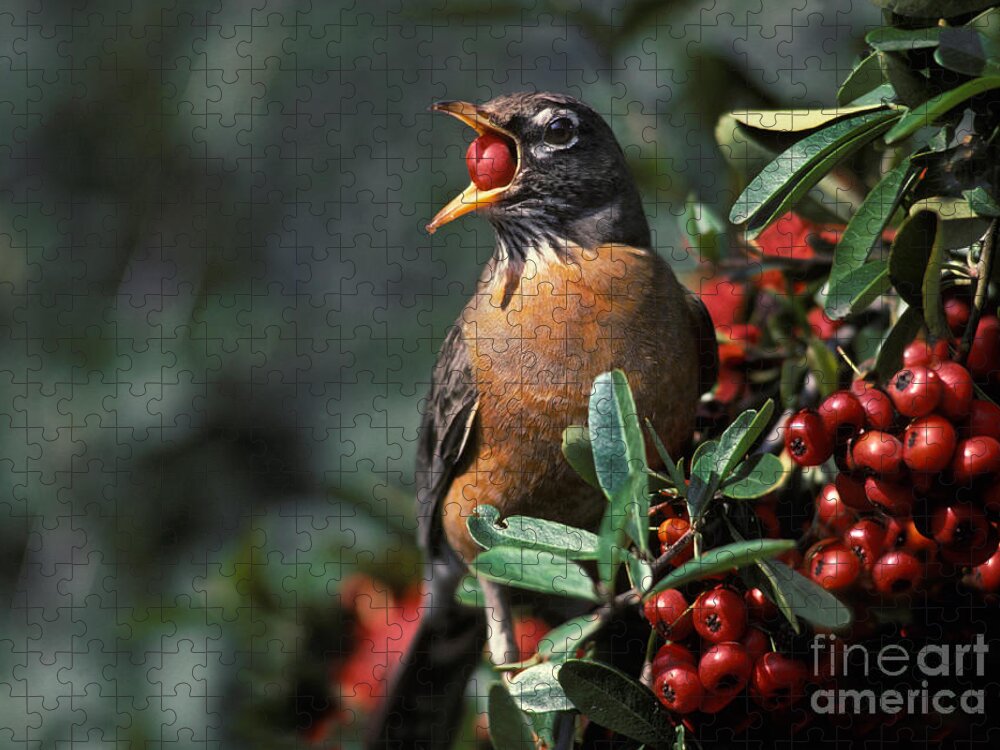Animal Jigsaw Puzzle featuring the photograph American Robin Eating Berries by Ron Sanford