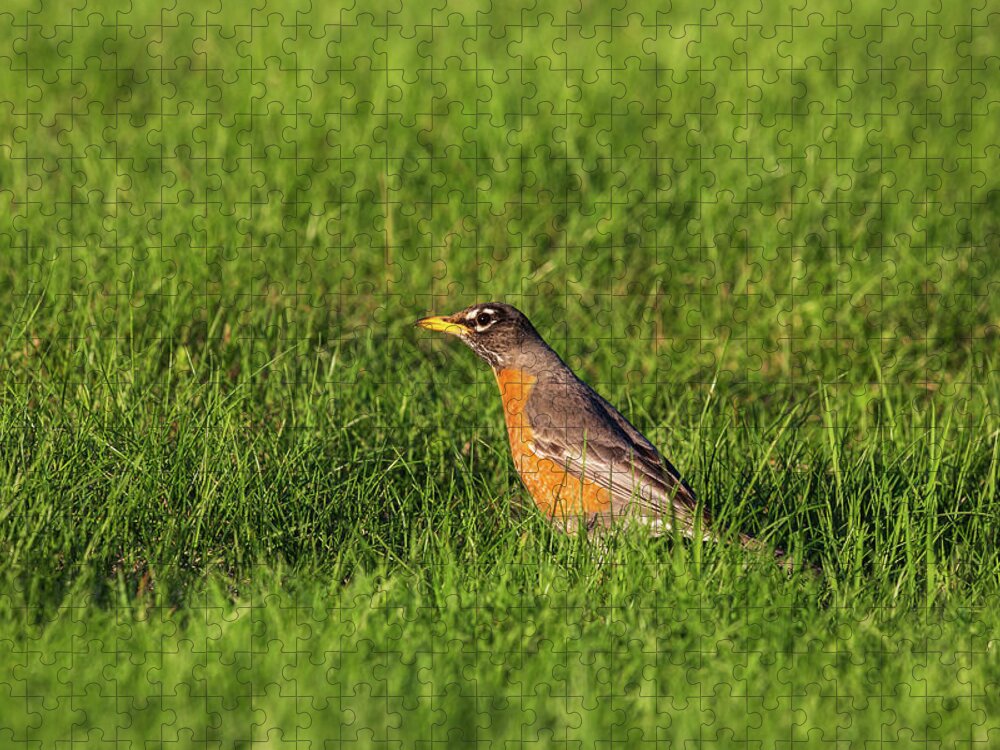 Adult Jigsaw Puzzle featuring the photograph American Robin by Linda Arndt