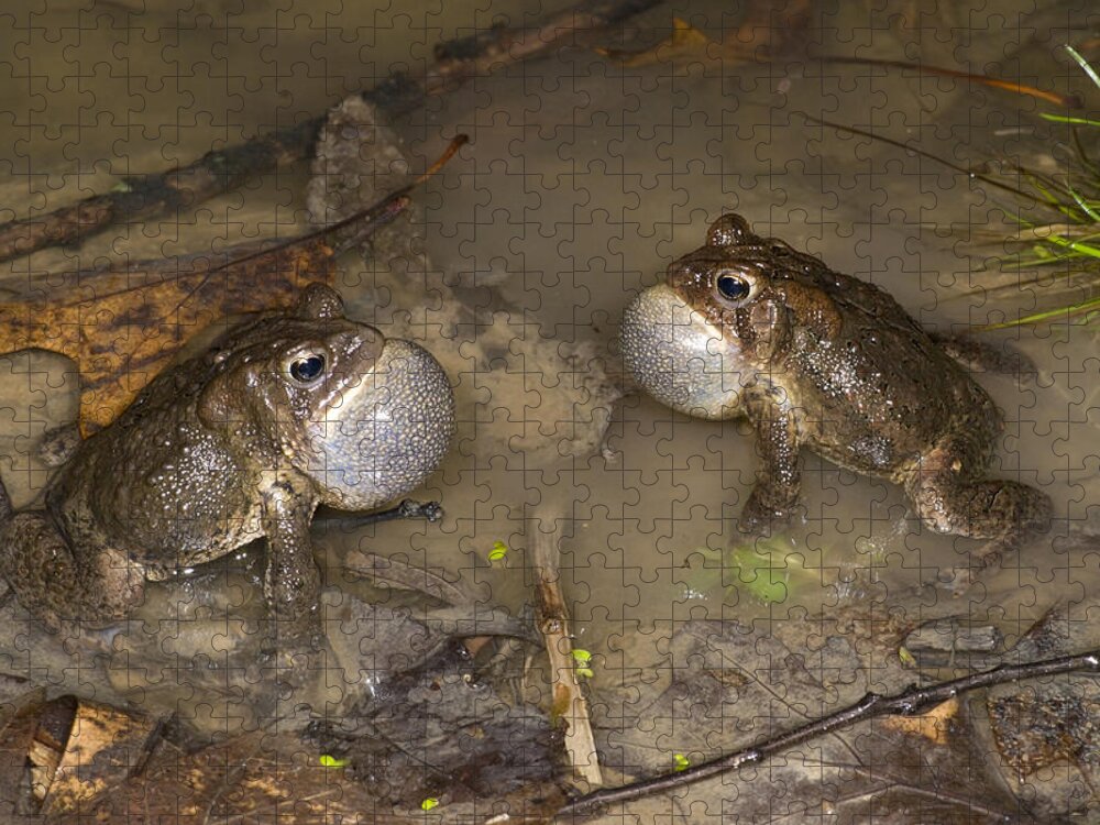 535842 Jigsaw Puzzle featuring the photograph American Toads Calling Huron Meadows by Steve Gettle
