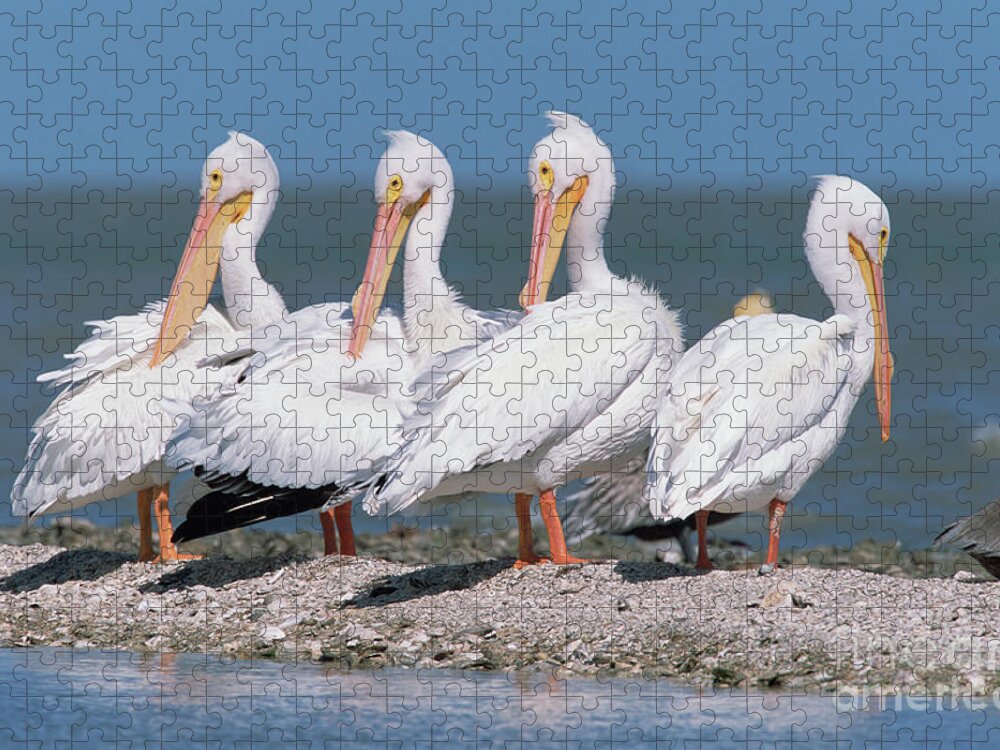 00342820 Jigsaw Puzzle featuring the photograph Four American White Pelicans by Yva Momatiuk and John Eastcott