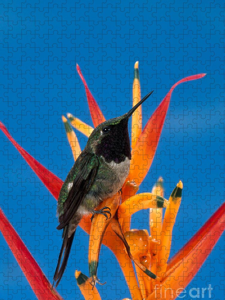 Fauna Jigsaw Puzzle featuring the photograph Amethyst Woodstar Calliphlox Amethystina by Anthony Mercieca