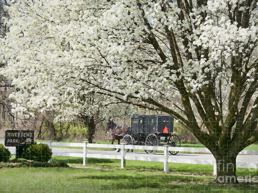 Spring Jigsaw Puzzle featuring the photograph Amish Buggy Fowering Tree by David Arment