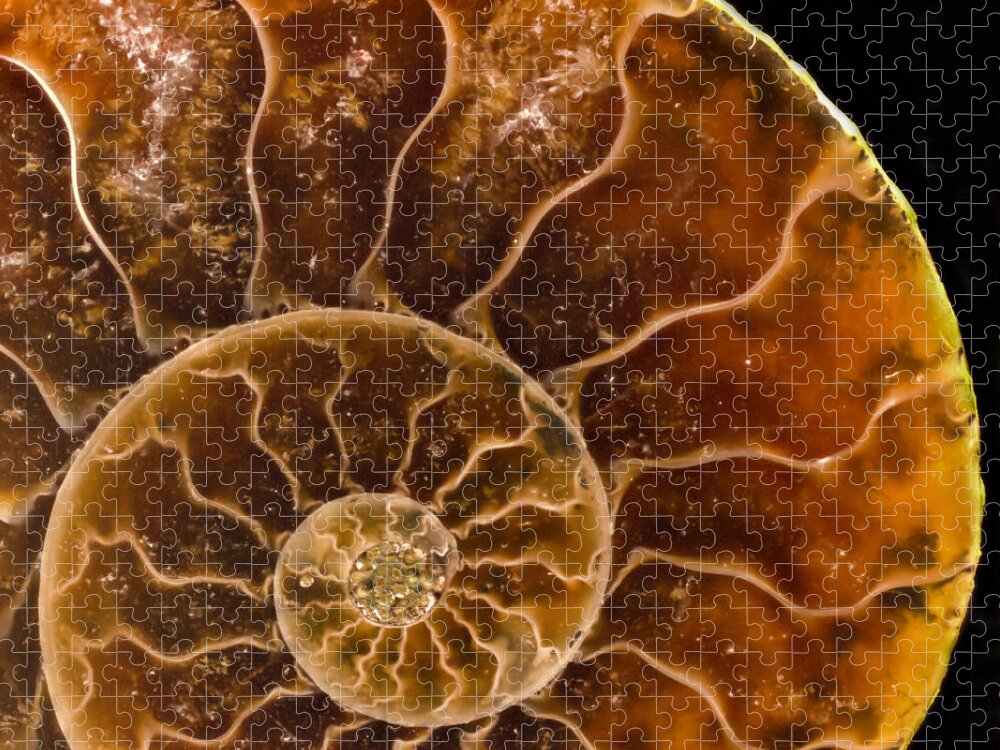 Agate Jigsaw Puzzle featuring the photograph Ammonite Agate Fossil by Jean Noren