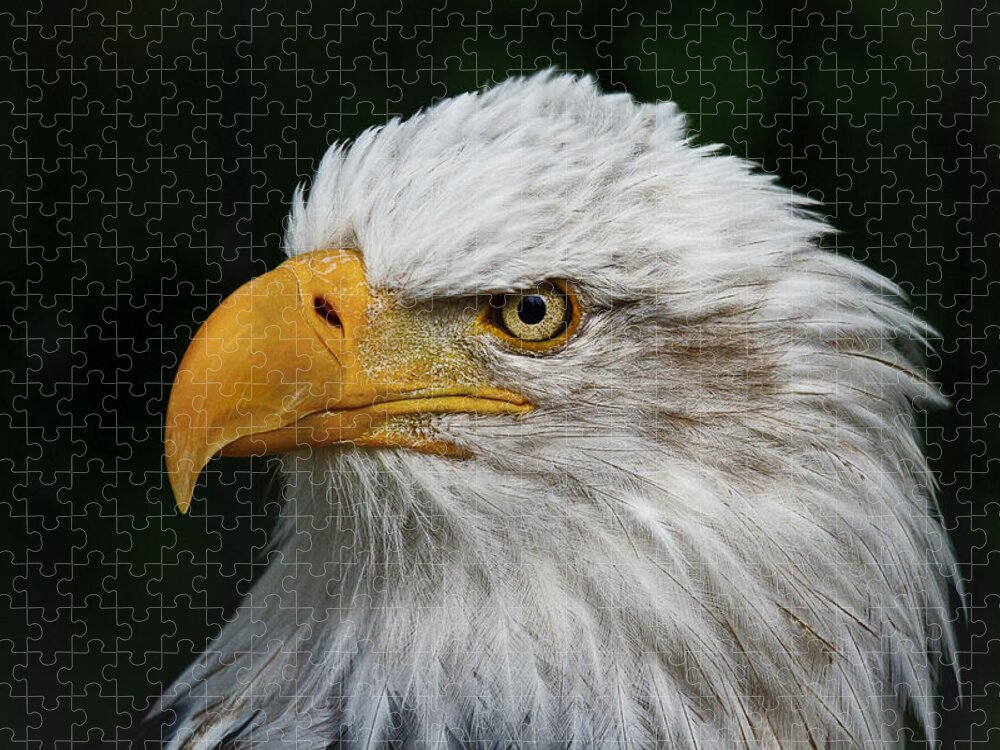 An Eagle's Portrait Jigsaw Puzzle featuring the photograph An Eagle's Portrait by Wes and Dotty Weber