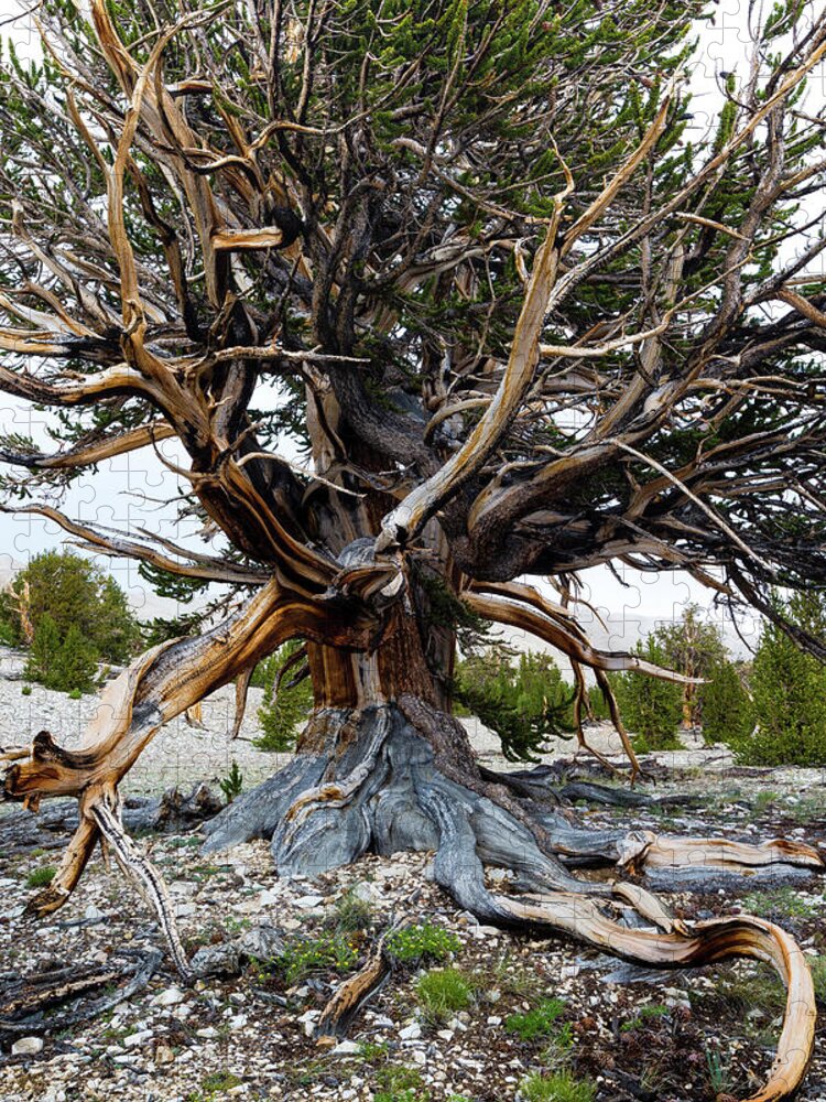 Photography Jigsaw Puzzle featuring the photograph Ancient Bristlecone Pine Forest by Panoramic Images