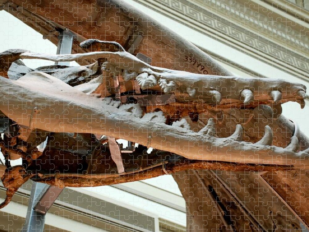 Dinosaur Jigsaw Puzzle featuring the photograph Ancient Crocodile Dinosaur by Kenny Glover