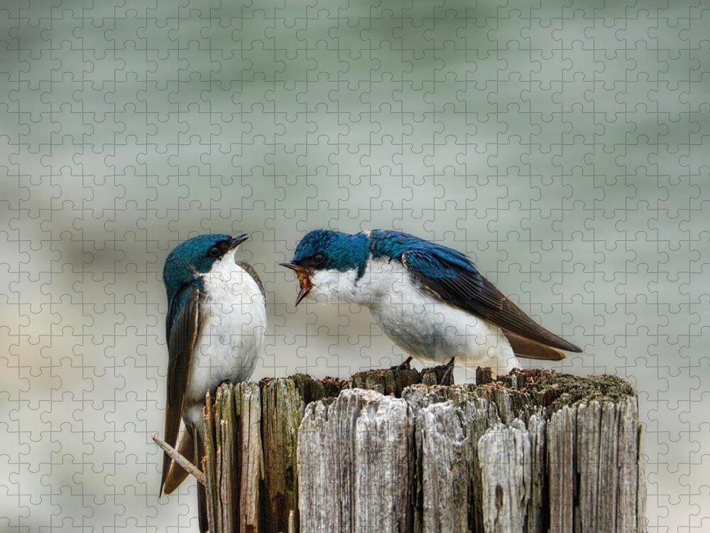 Angry Jigsaw Puzzle featuring the photograph Angry Swallow by Jai Johnson