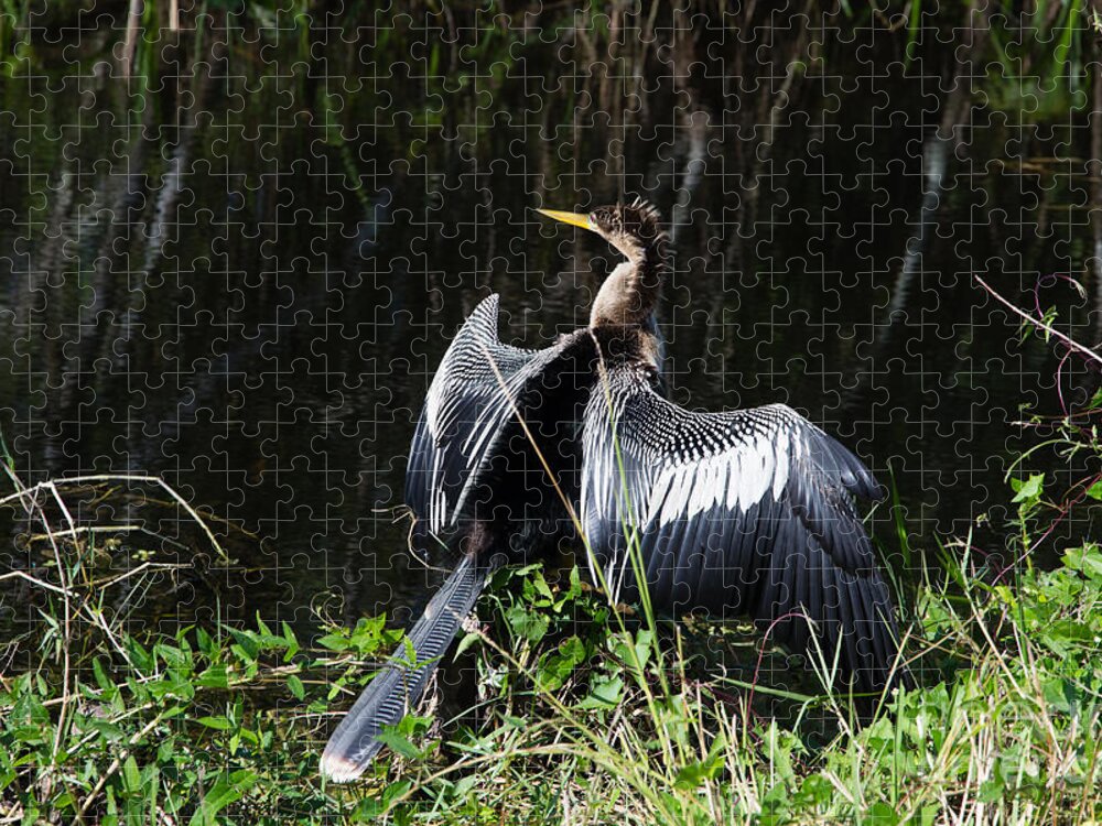 Everglades Jigsaw Puzzle featuring the photograph Anhinga resting by Agnes Caruso