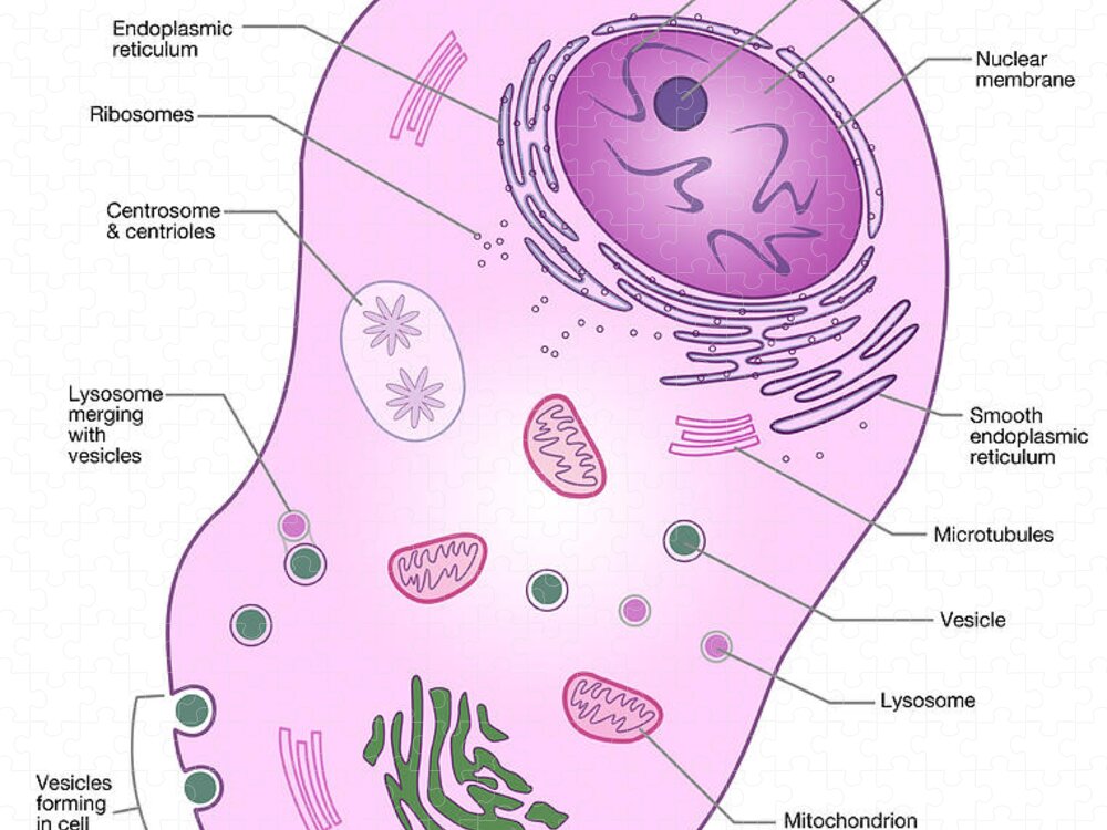Free: Animal cell diagram in colors - nohat.cc