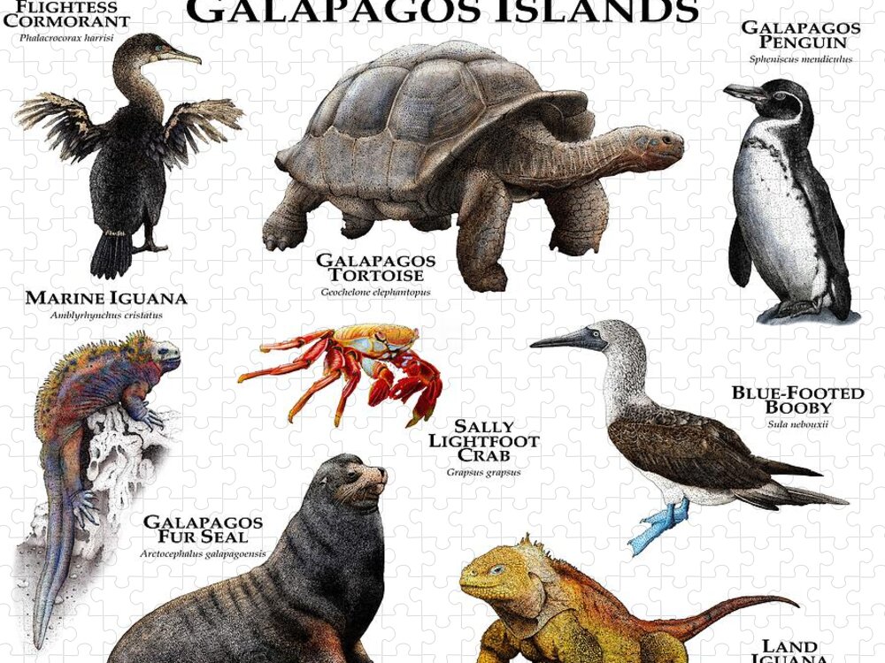 Animal Jigsaw Puzzle featuring the photograph Animals Of The Galapagos Islands by Roger Hall