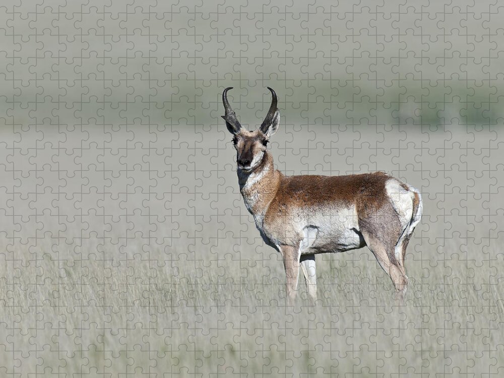 Antelope Buck Jigsaw Puzzle featuring the photograph Antelope Buck by Gary Langley