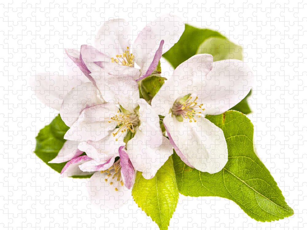 Apple Blossoms Jigsaw Puzzle featuring the photograph Apple blossom by Elena Elisseeva