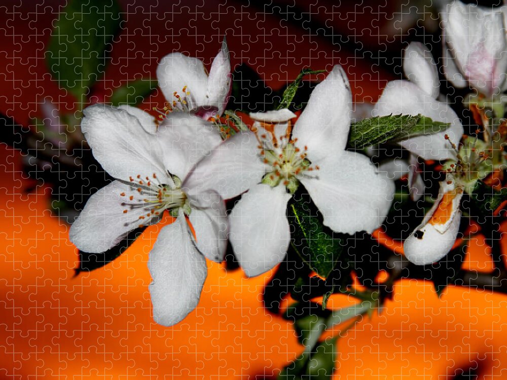 Apple Blossom Jigsaw Puzzle featuring the photograph Apple Blossom Sunrise I by David Yocum