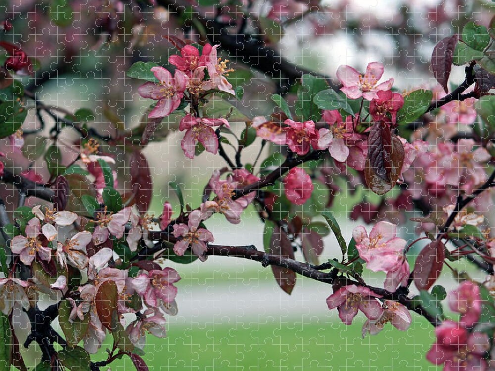 Spring Jigsaw Puzzle featuring the photograph Apple Blossom Time by Kay Novy