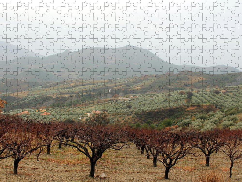Tranquility Jigsaw Puzzle featuring the photograph Apricots, Olives, Vines by Barbara Ender-jones