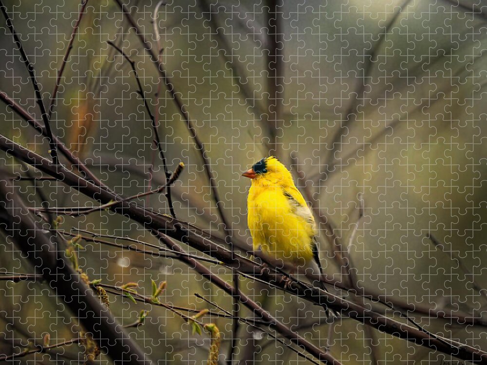 Bird Jigsaw Puzzle featuring the photograph April Showers in Square Format by Lois Bryan