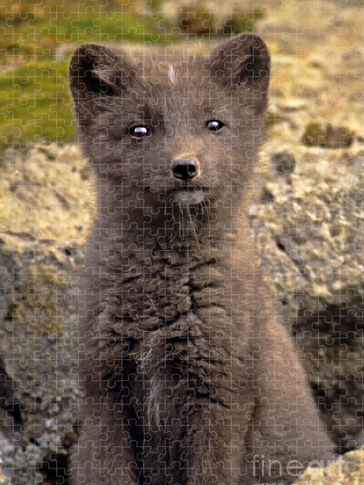 North America Jigsaw Puzzle featuring the photograph Arctic Fox Pup Alaska Wildlife by Dave Welling