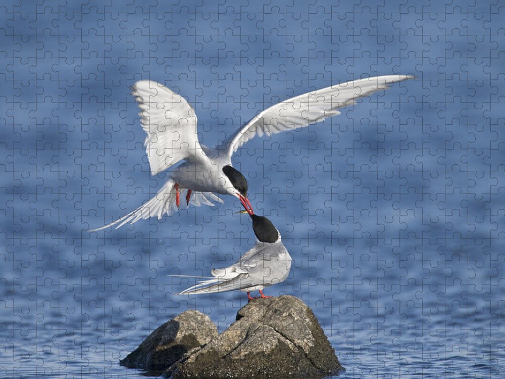 Flpa Jigsaw Puzzle featuring the photograph Arctic Terns Courtsing Outer Hebrides by Dickie Duckett
