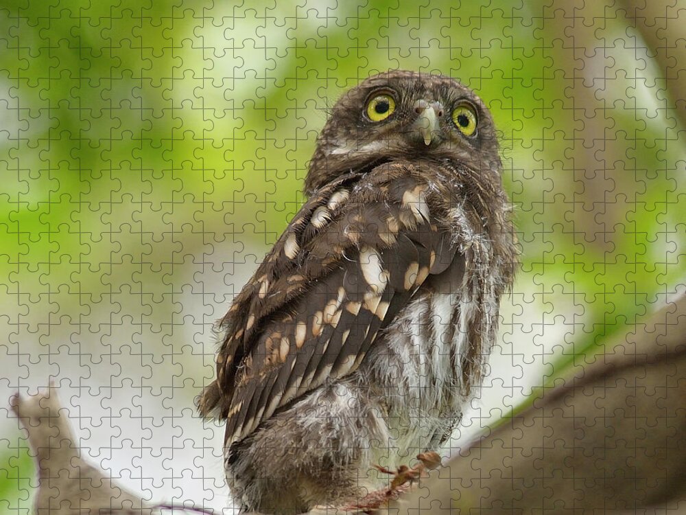 Owlet Jigsaw Puzzle featuring the photograph Asian Barred Owlet by Boti