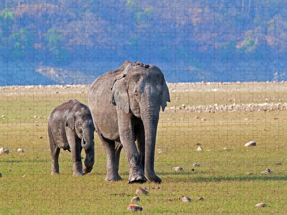 Animal Themes Jigsaw Puzzle featuring the photograph Asiatic Elephant by Aditya Laghate