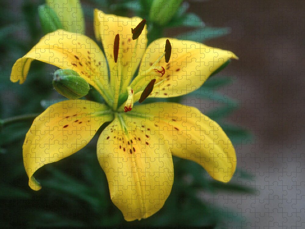 Anther Jigsaw Puzzle featuring the photograph Asiatic Lily Petite Brigitte by Bonnie Sue Rauch